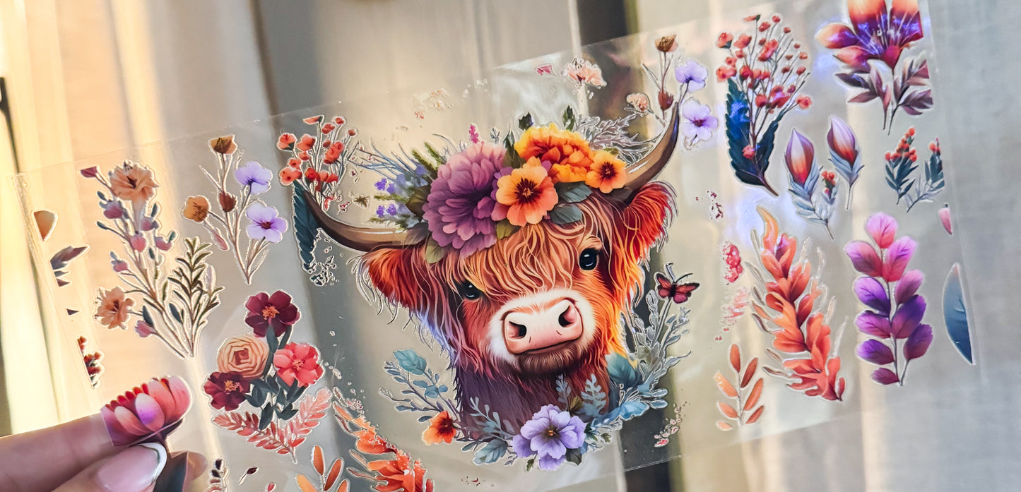 Highland cow