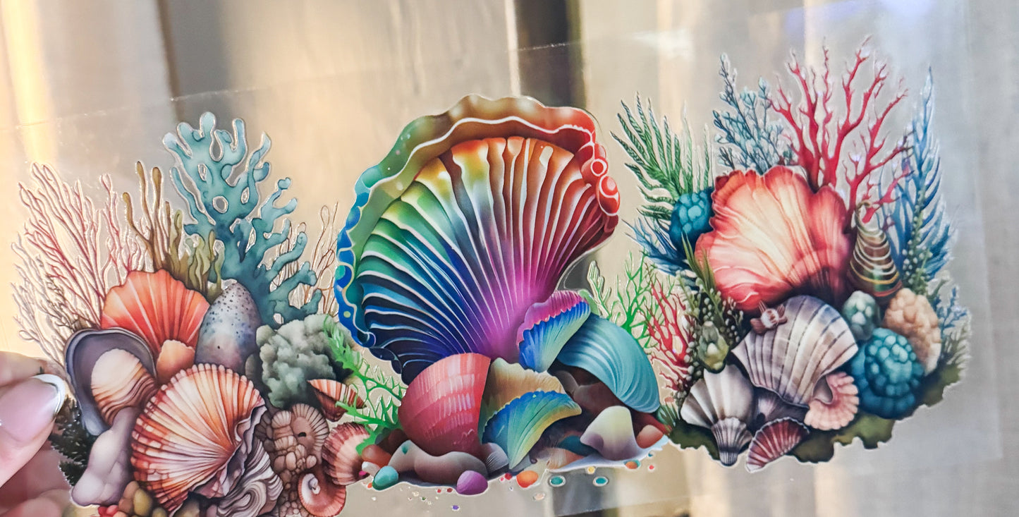 Seashells