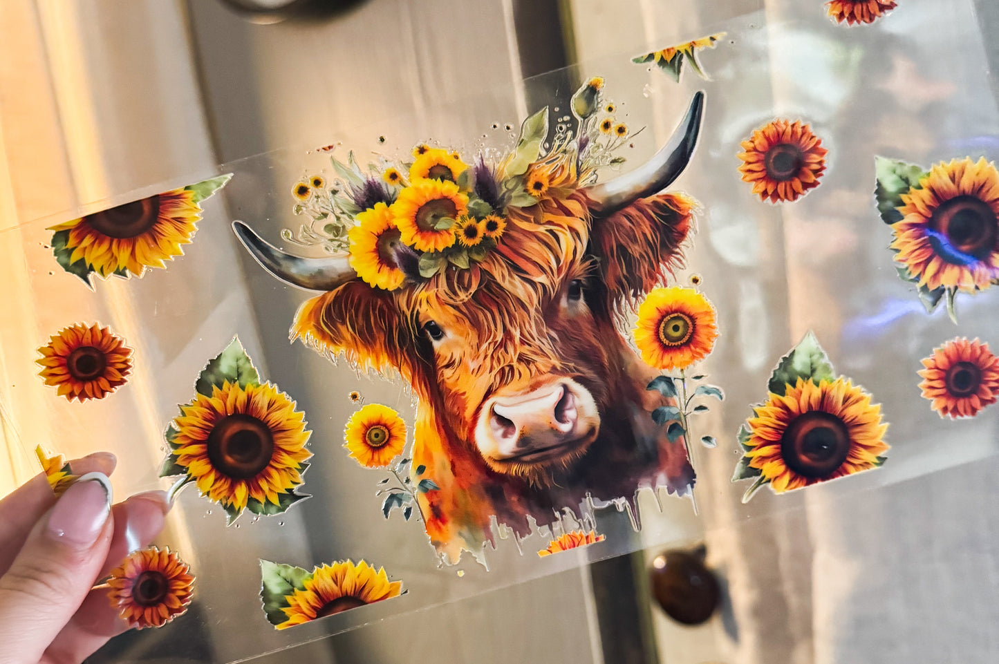 Highland Cow