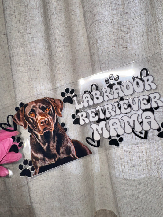 Labrador Retreiver
